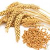 Протеины пшеницы 