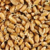 СО2-экстракт зародышей пшеницы