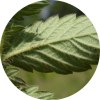 Репешок обыкновенный (лист)