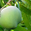Незрелый фрукт манго