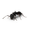 Порошок чёрных муравьёв