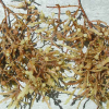 Экстракт саргассума паллидума (бурой водоросли)